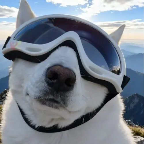 Premium Windproof Dog Goggles – Anti-Slip Pet Eye Protection with Dual Adjustable Straps